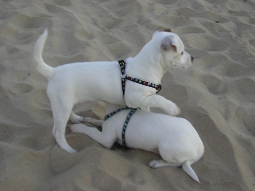 Crispin y su hermanita en la playa Crispin y su hermanita en la playa